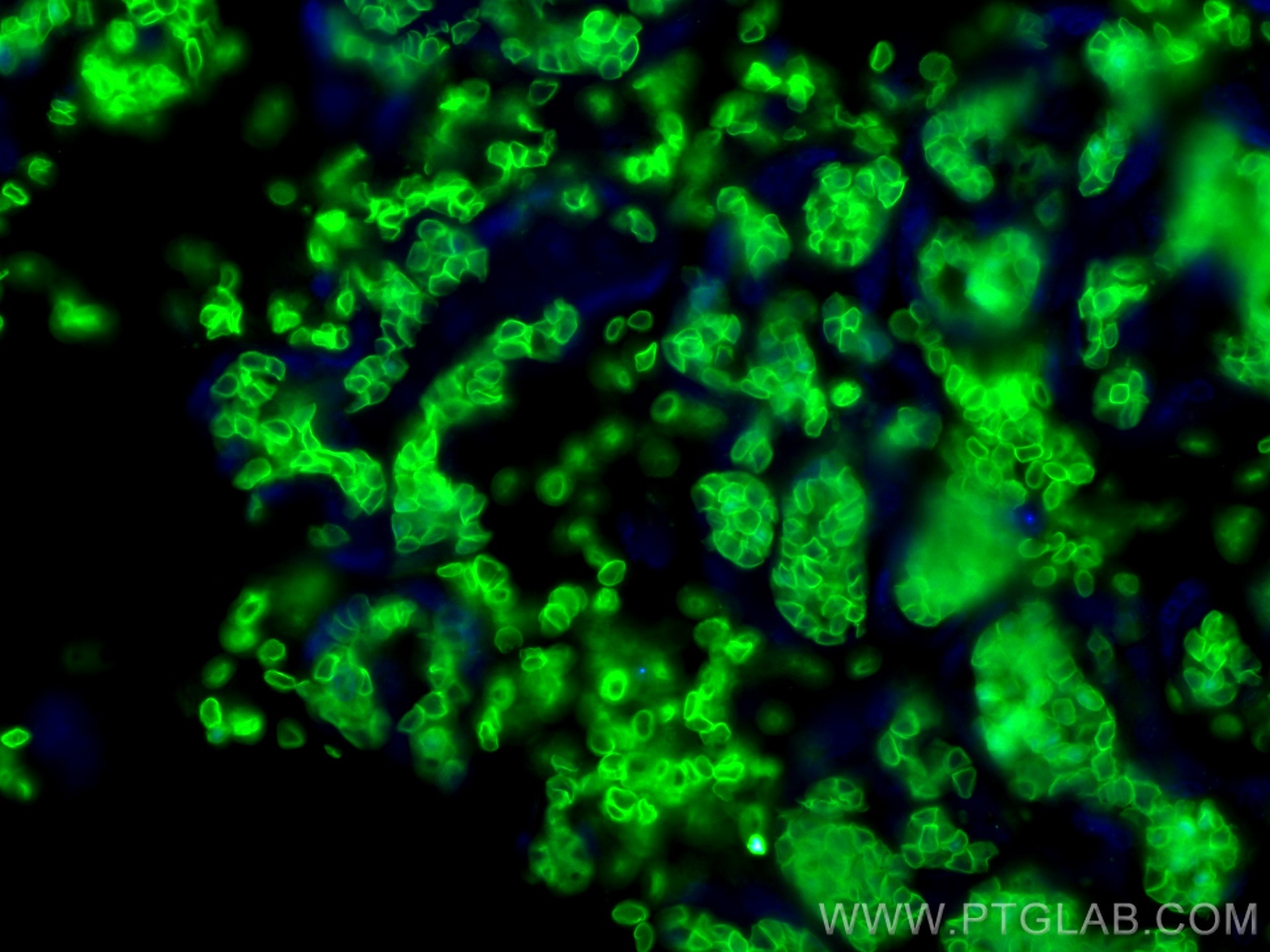Immunofluorescence (IF) / fluorescent staining of human placenta tissue using Glycophorin A  Monoclonal antibody (66778-1-Ig)