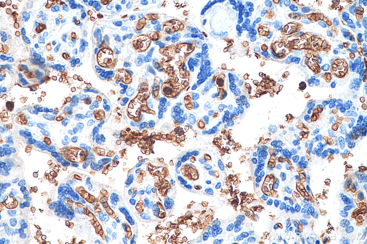 Immunohistochemistry (IHC) staining of human placenta tissue using Glycophorin A  Monoclonal antibody (66778-1-Ig)