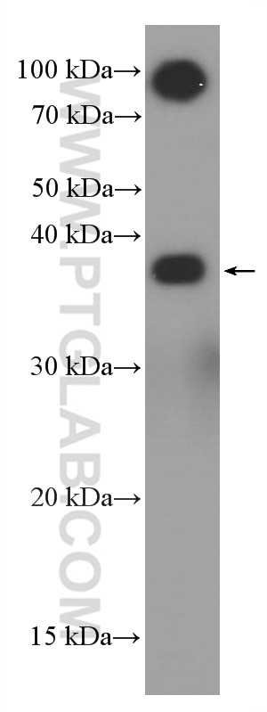 Western Blot (WB) analysis of human blood using Glycophorin A  Monoclonal antibody (66778-1-Ig)