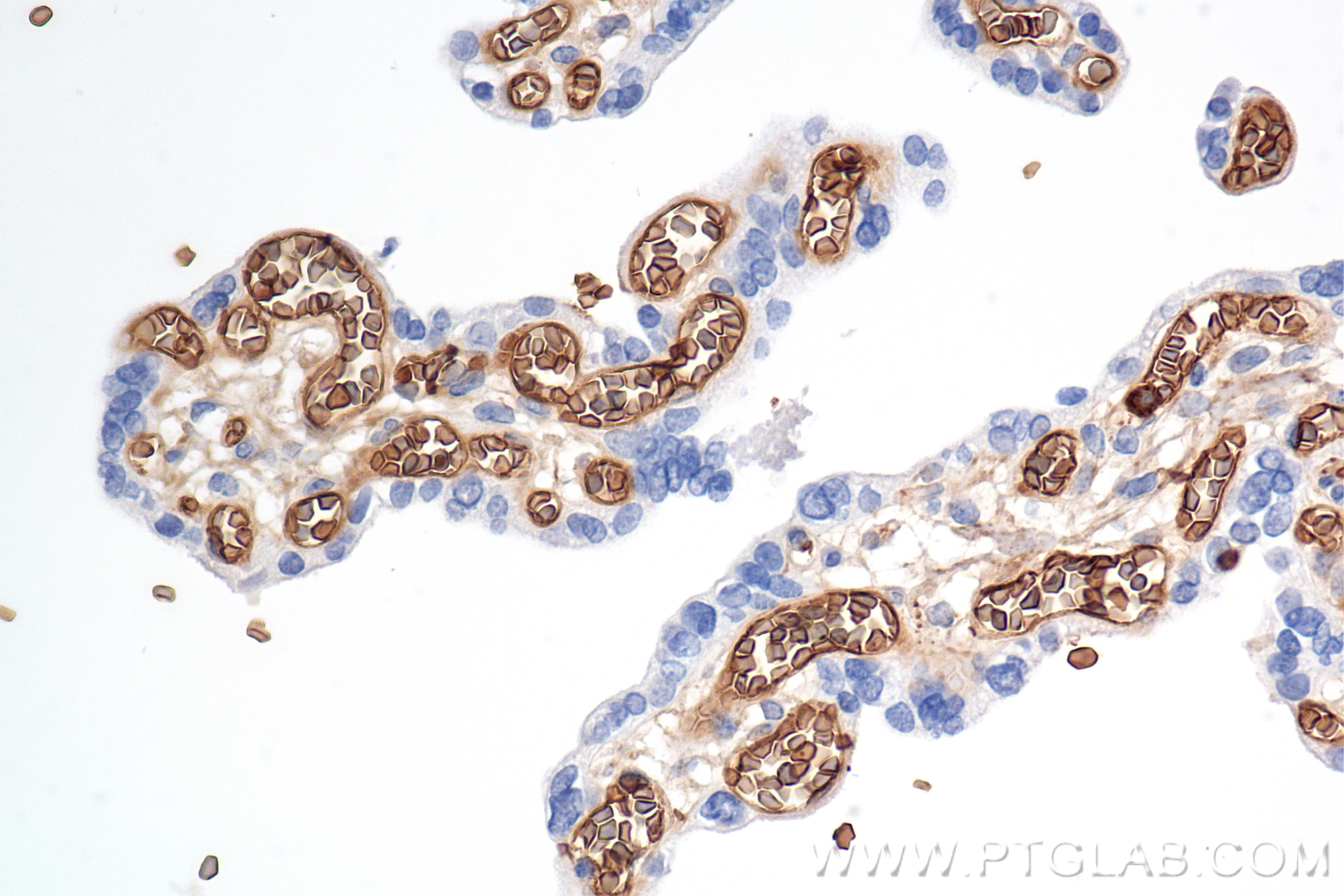 Immunohistochemistry (IHC) staining of human placenta tissue using Glycophorin A/CD235a Recombinant monoclonal antibo (85182-1-RR)