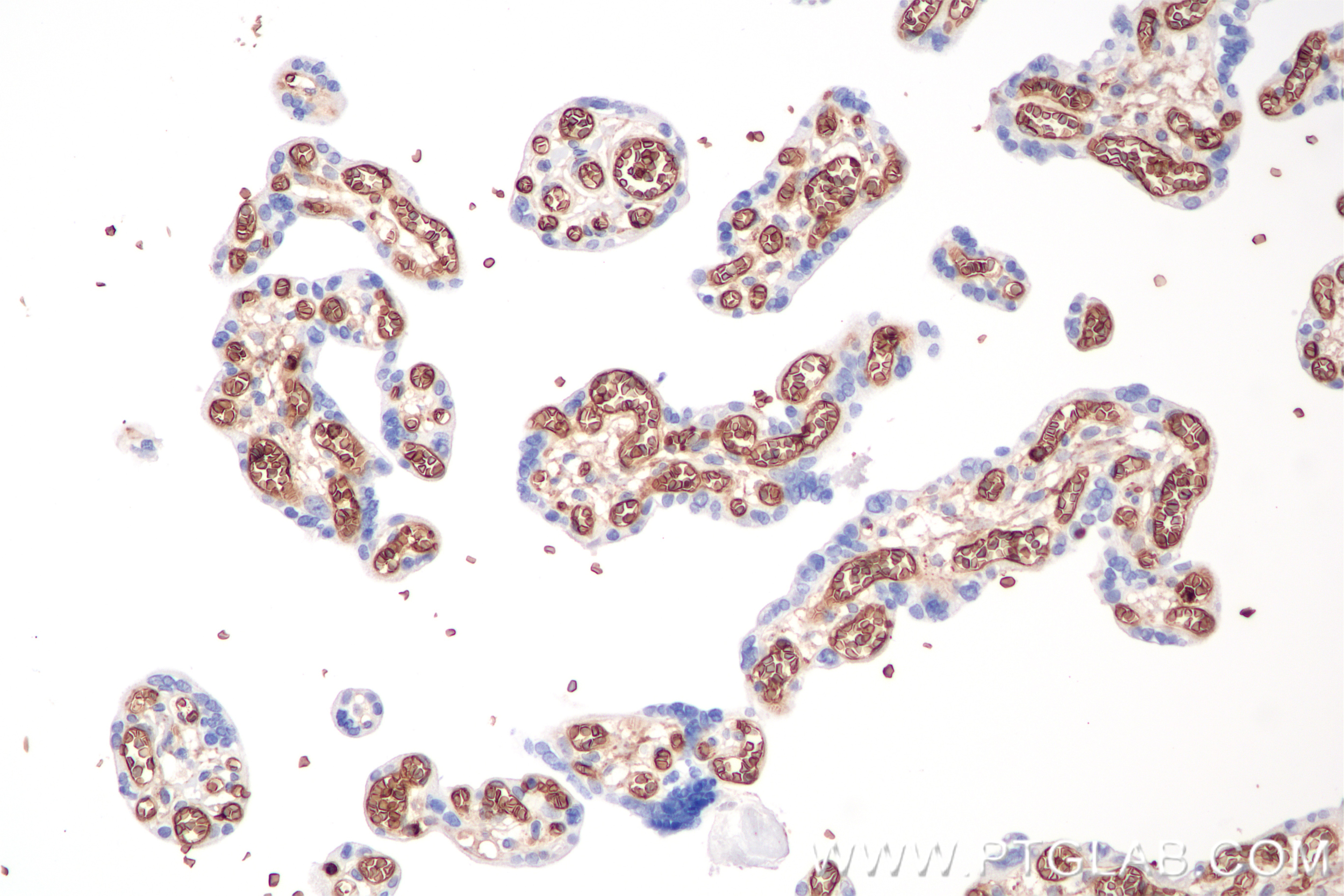 Immunohistochemistry (IHC) staining of human placenta tissue using Glycophorin A/CD235a Recombinant monoclonal antibo (85182-1-RR)