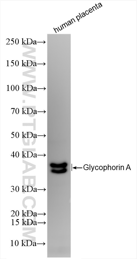 Western Blot (WB) analysis of human placenta tissue using Glycophorin A/CD235a Recombinant antibody (85182-1-RR)