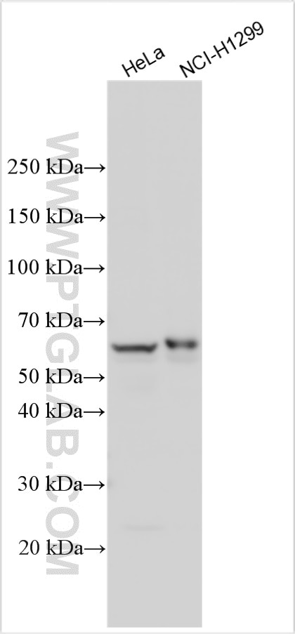 Glypican-5