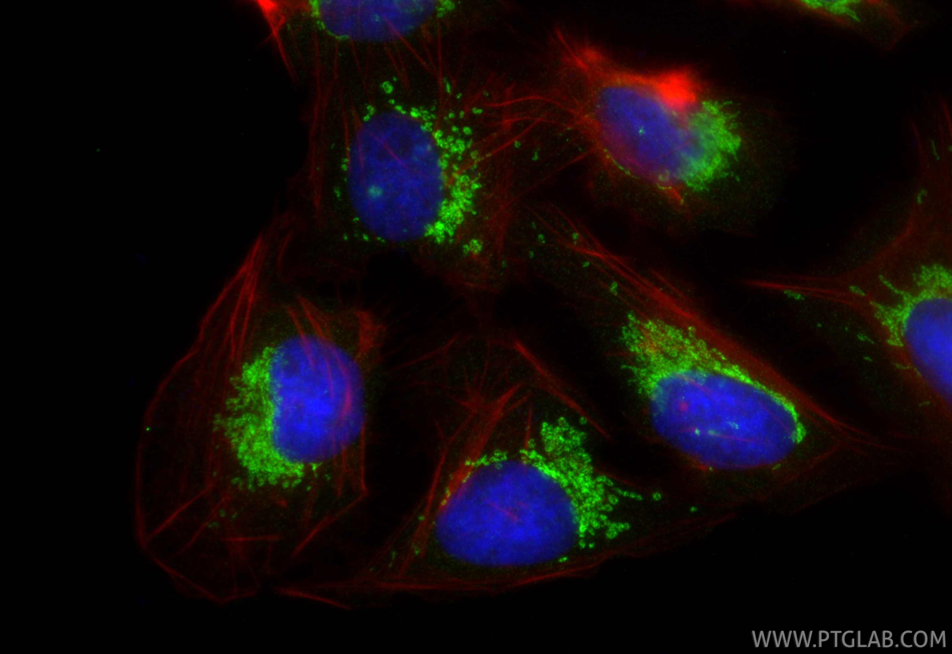 IF Staining of U2OS using 21526-1-AP Immunofluorescence (IF) / fluorescent staining of U2OS cells using Glypican 6 Polyclonal antibody (21526-1-AP)