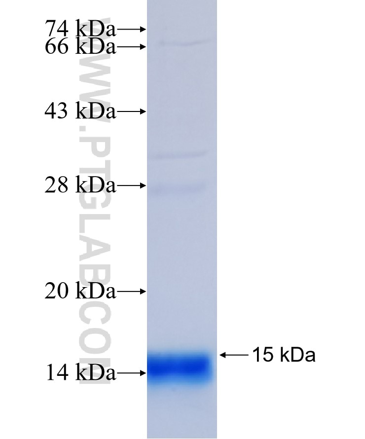 Gm-csf fusion protein Ag24819 SDS-PAGE