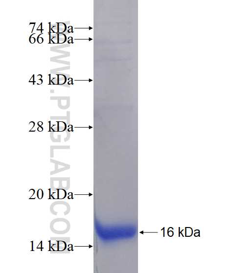 Gm-csf fusion protein Ag24827 SDS-PAGE