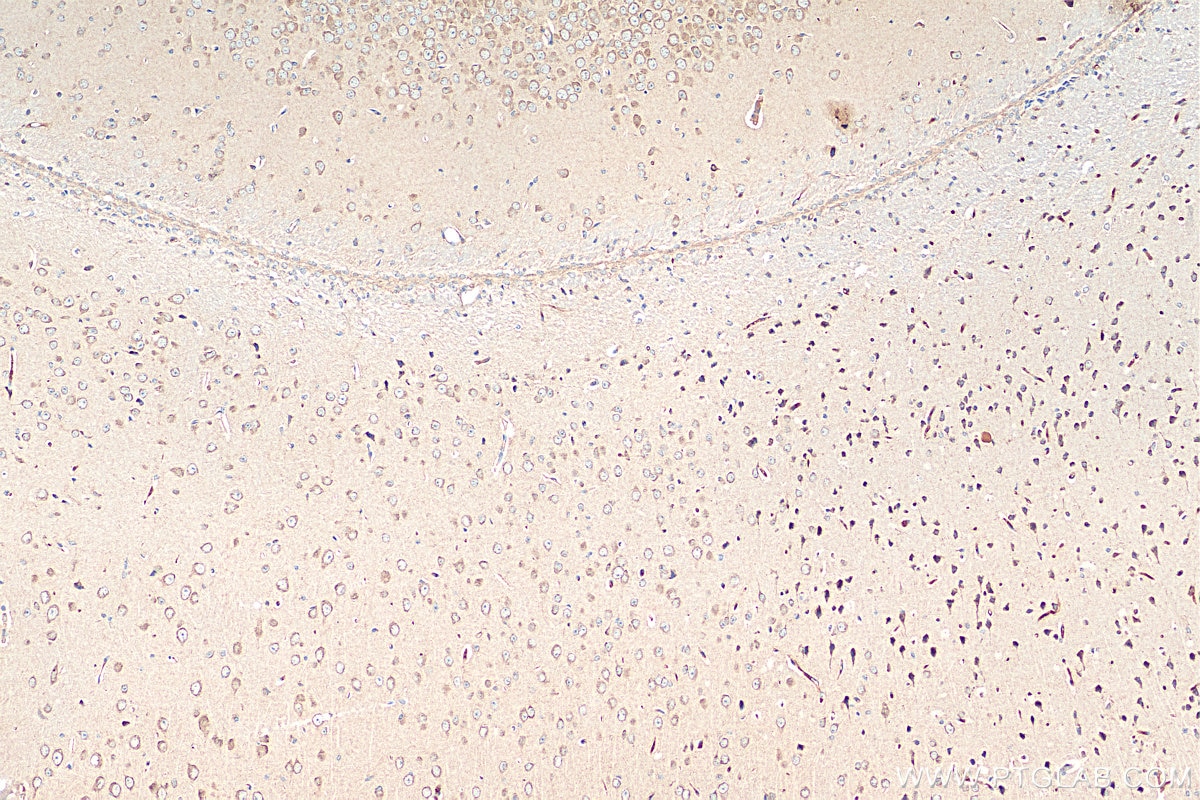 IHC staining of mouse brain using 26950-1-AP