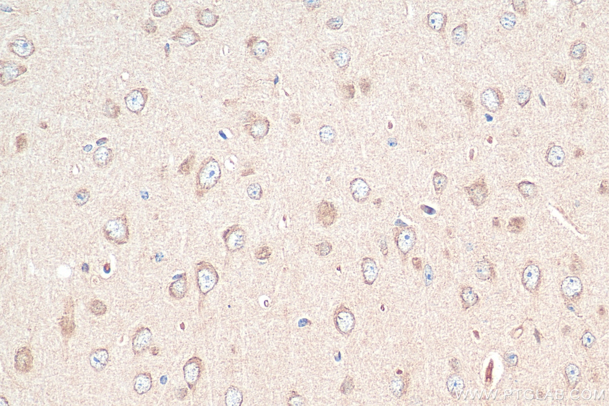 IHC staining of mouse brain using 26950-1-AP