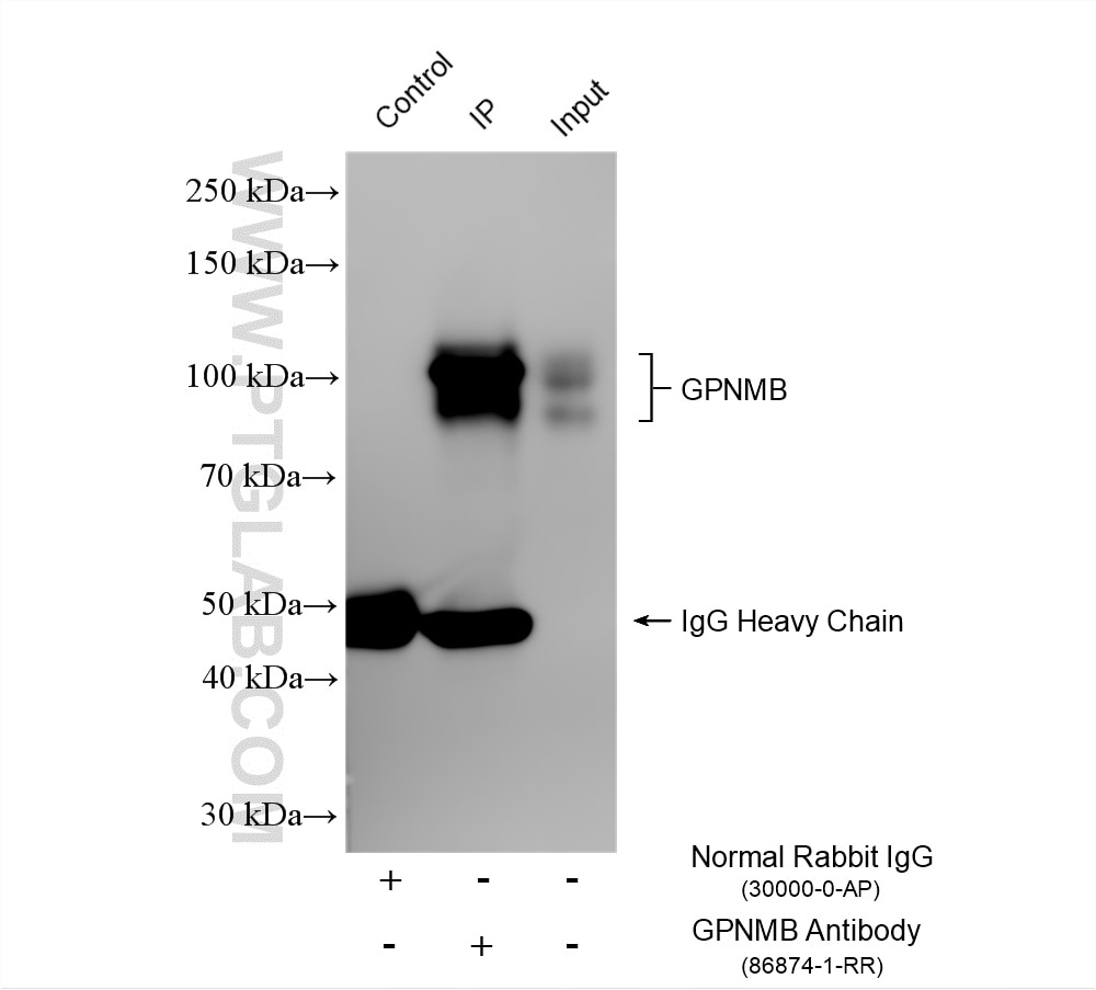 Immunoprecipitation (IP) experiment of mouse skin tissue using GPNMB Recombinant monoclonal antibody (86874-1-RR)
