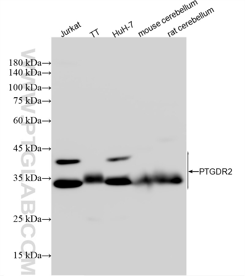 WB analysis using 87773-1-RR (same clone as 87773-1-PBS) Western Blot (WB) analysis of various lysates using Gpr44 Recombinant monoclonal antibody (87773-1-RR)