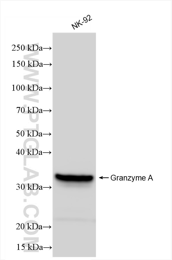 Western Blot (WB) analysis of NK-92 cells using Granzyme A Recombinant antibody (84583-4-RR)