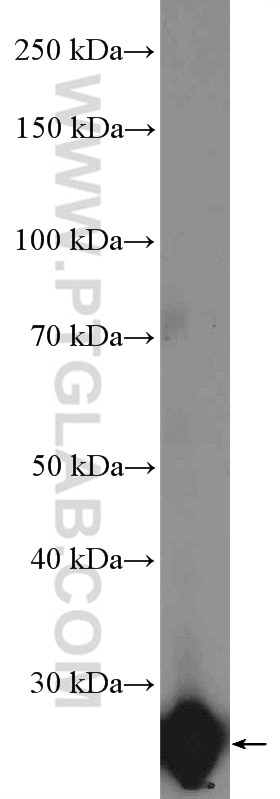 Western Blot (WB) analysis of human placenta tissue using GH1 Polyclonal antibody (27079-1-AP)