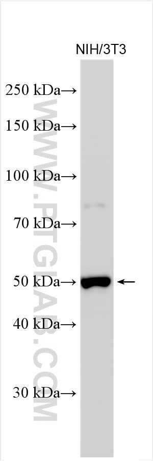 Western Blot (WB) analysis of NIH/3T3 cells using Gsdmd Polyclonal antibody (30695-1-AP)