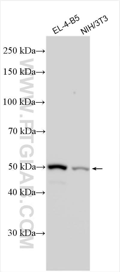 Western Blot (WB) analysis of various lysates using Gsdmd Polyclonal antibody (30695-1-AP)