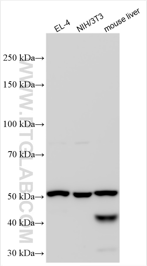 Western Blot (WB) analysis of various lysates using Gsdmd Polyclonal antibody (30695-1-AP)