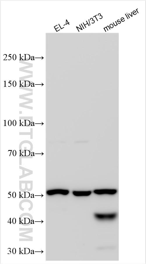 WB analysis using 30695-1-AP