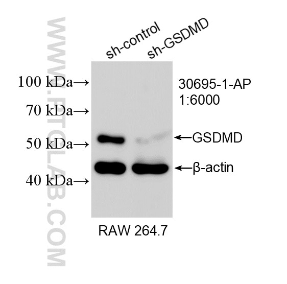 Western Blot (WB) analysis of RAW 264.7 cells using GSDMD Polyclonal antibody (30695-1-AP)