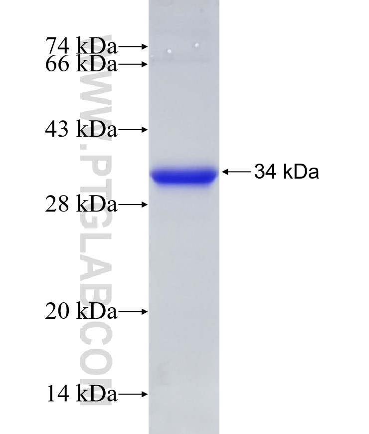 Gsdmd fusion protein Ag33609 SDS-PAGE