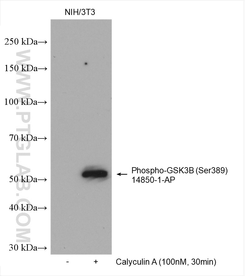 Western Blot (WB) analysis of various lysates using Phospho-GSK3B (Ser389) Polyclonal antibody (14850-1-AP)