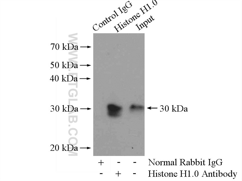 Immunoprecipitation (IP) experiment of A431 cells using Histone H1.0 Polyclonal antibody (17510-1-AP)