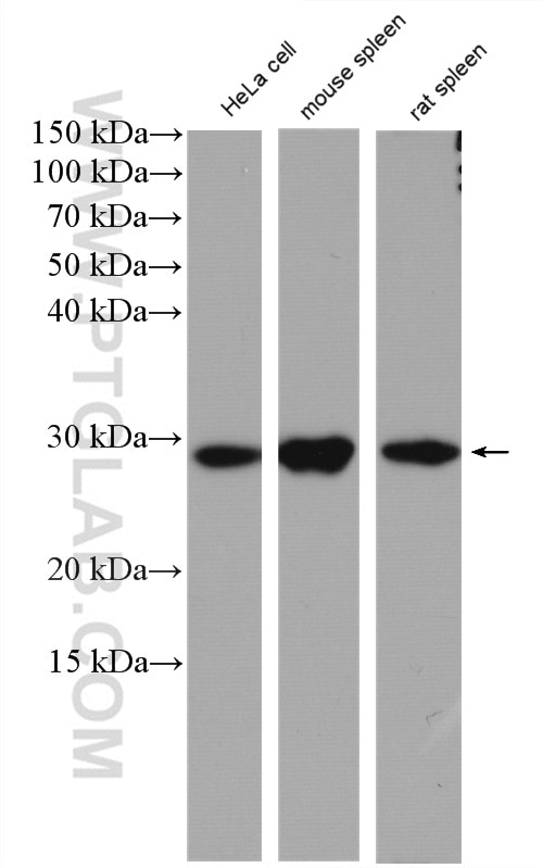 Western Blot (WB) analysis of HeLa cells using Histone H1.0 Polyclonal antibody (17510-1-AP)