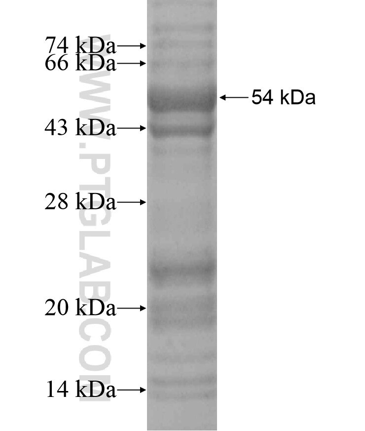 H1FNT fusion protein Ag18140 SDS-PAGE