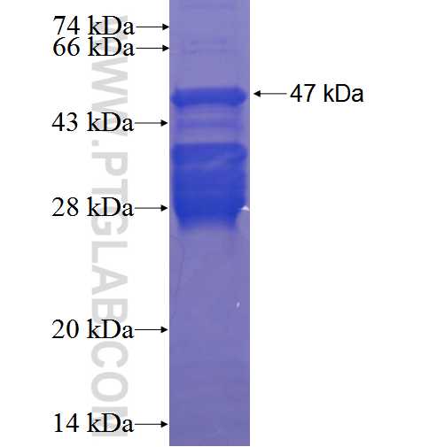 H1FOO fusion protein Ag23688 SDS-PAGE