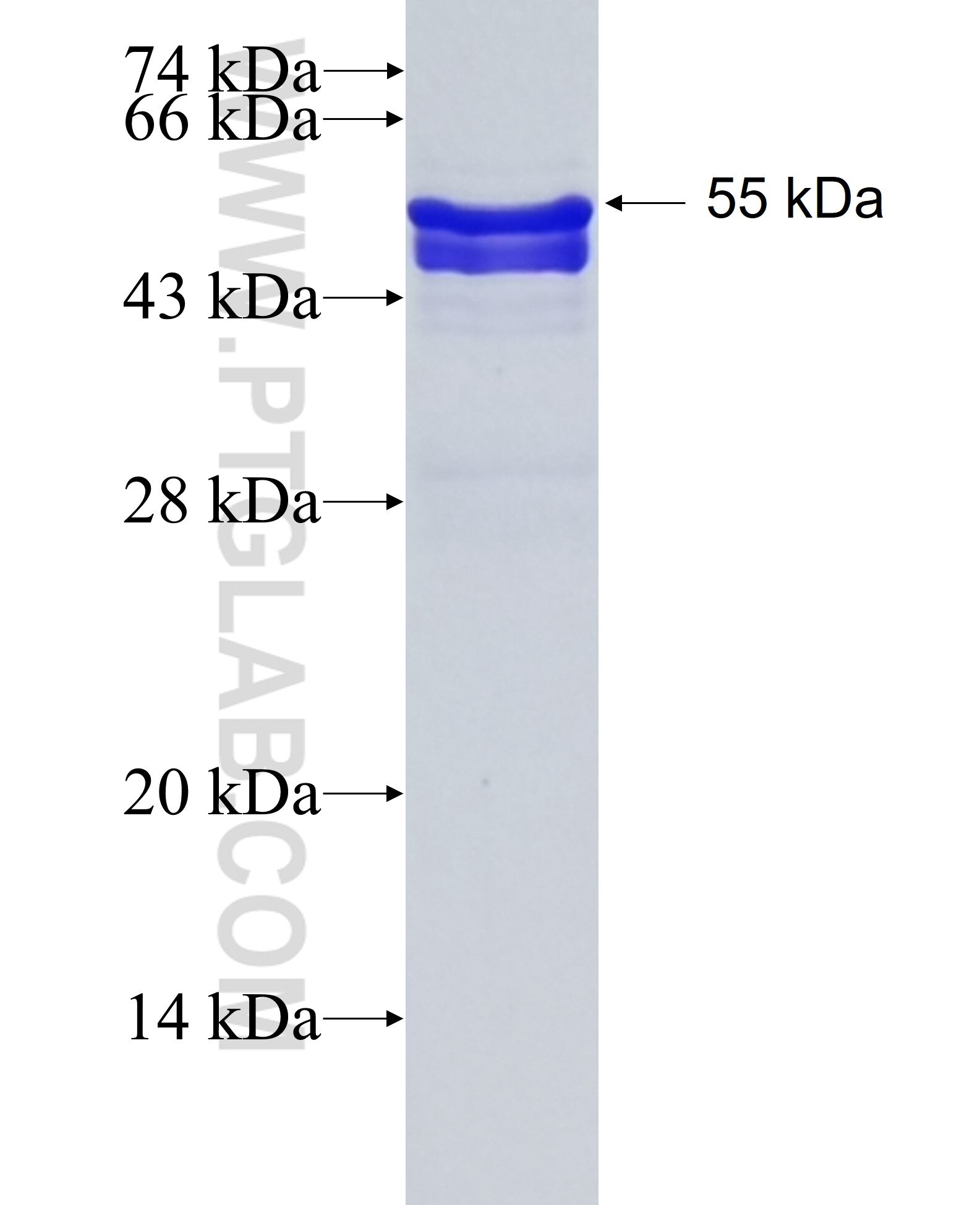 H1FX fusion protein Ag5819 SDS-PAGE