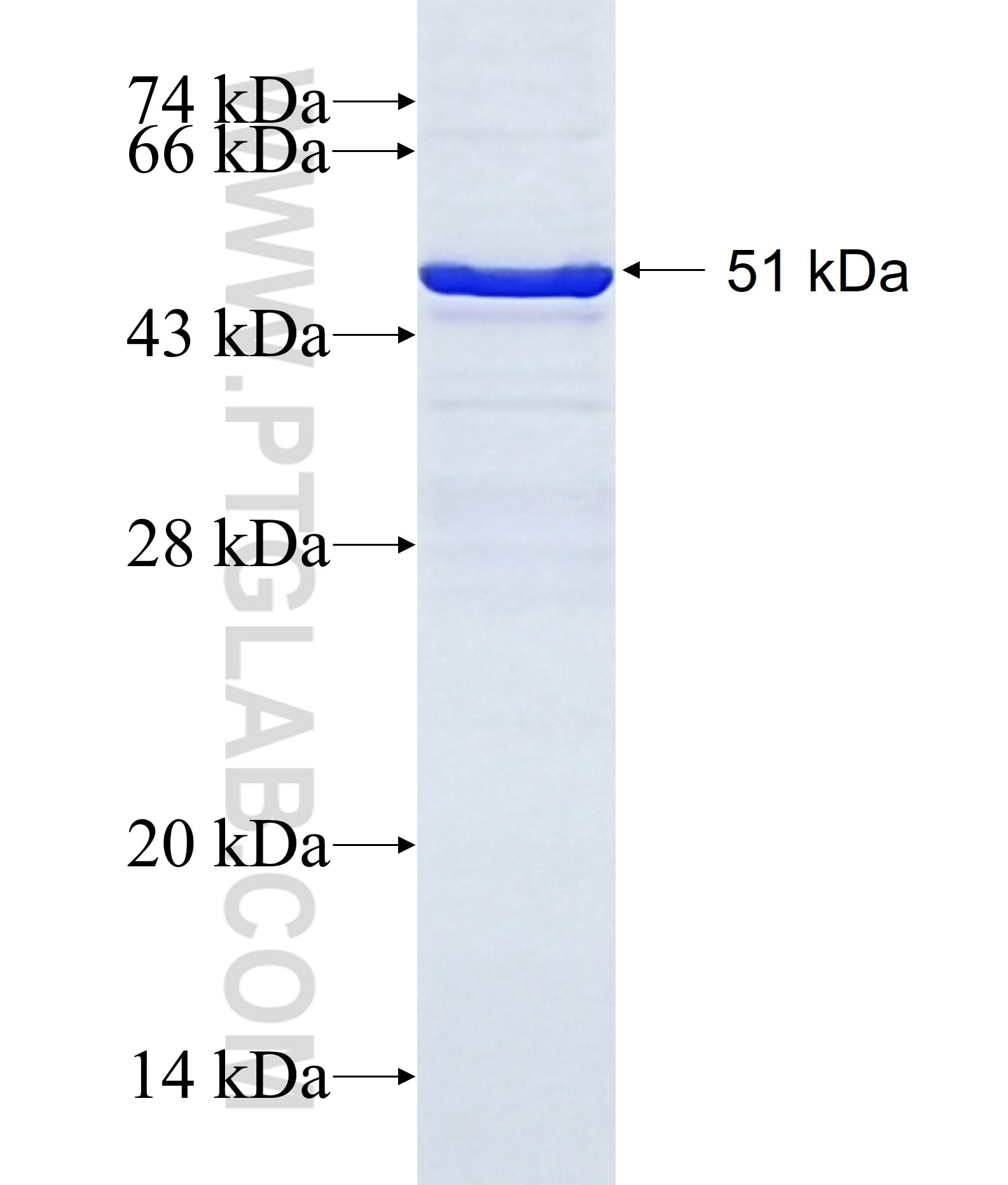 H2-K1 fusion protein Ag28456 SDS-PAGE