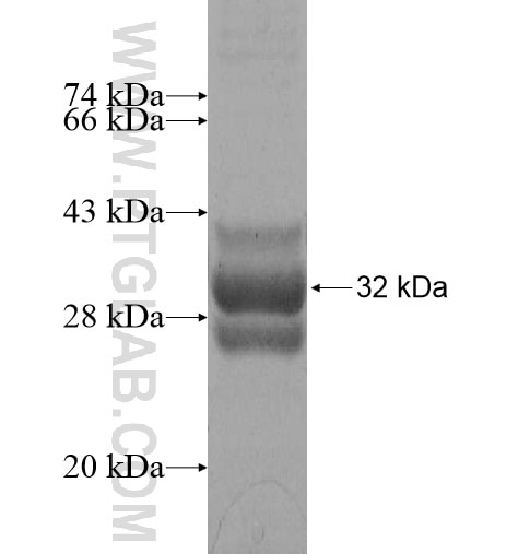 H2AFB2 fusion protein Ag16043 SDS-PAGE