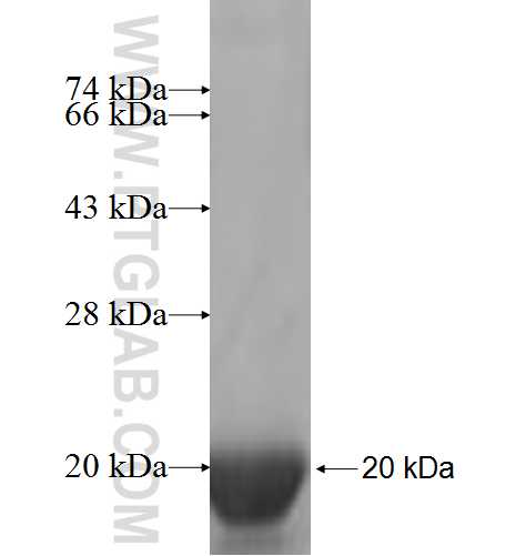H2AFJ fusion protein Ag7305 SDS-PAGE
