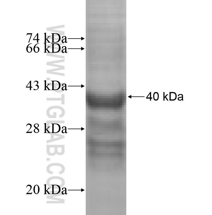 H2AFV fusion protein Ag7254 SDS-PAGE