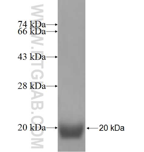 H2AFV fusion protein Ag7581 SDS-PAGE