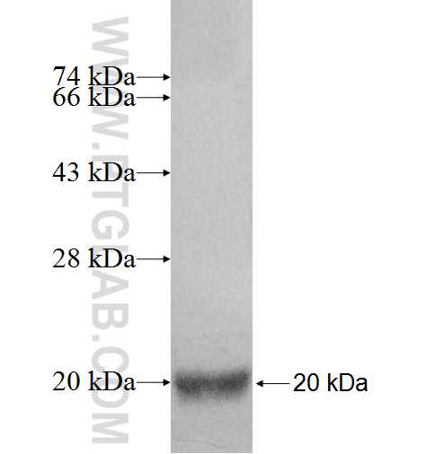 H2AFV fusion protein Ag8313 SDS-PAGE