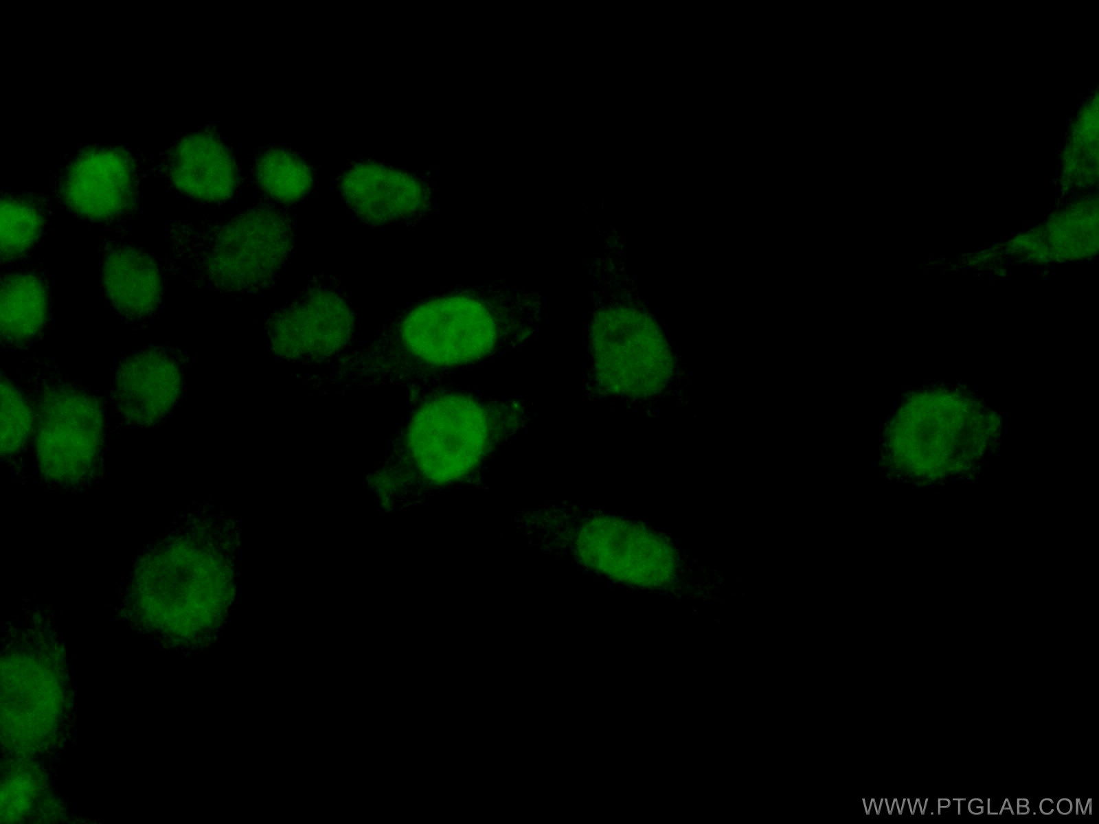 Immunofluorescence (IF) / fluorescent staining of HeLa cells using Histone H2A.X Polyclonal antibody (10856-1-AP)