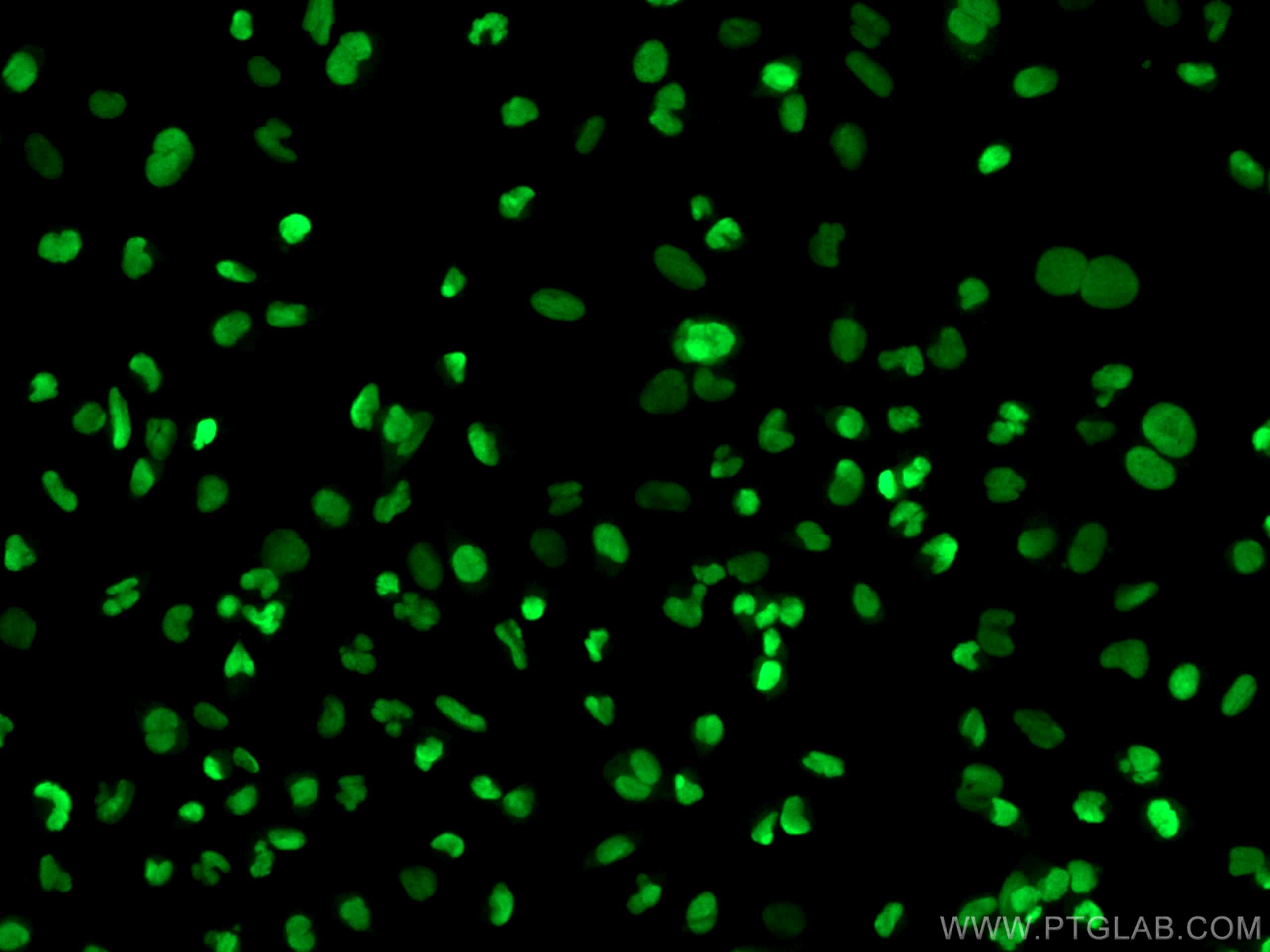 Immunofluorescence (IF) / fluorescent staining of U-251 cells using Histone H2A.X Polyclonal antibody (10856-1-AP)