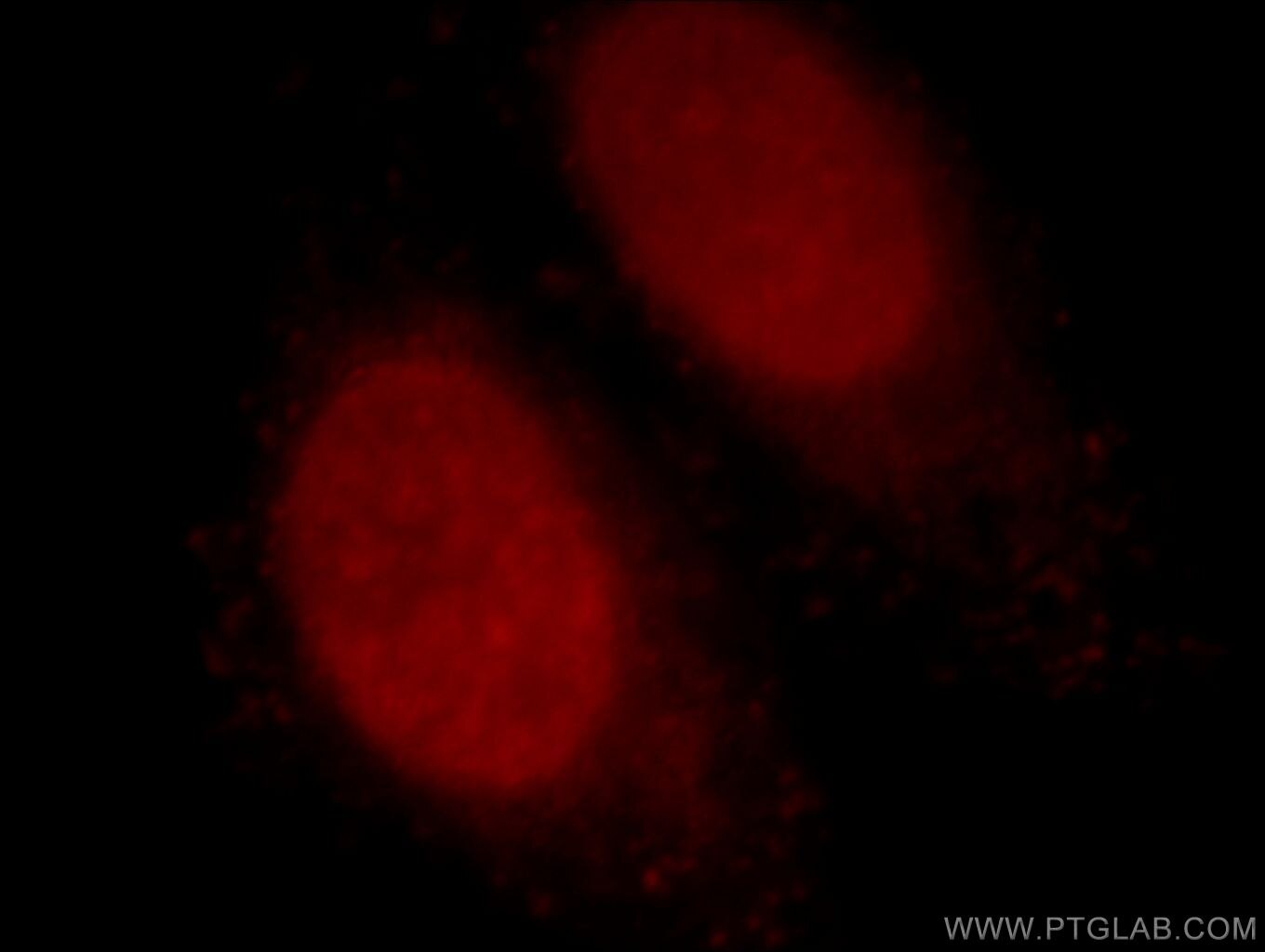 Immunofluorescence (IF) / fluorescent staining of HepG2 cells using Histone H2A.X Polyclonal antibody (10856-1-AP)