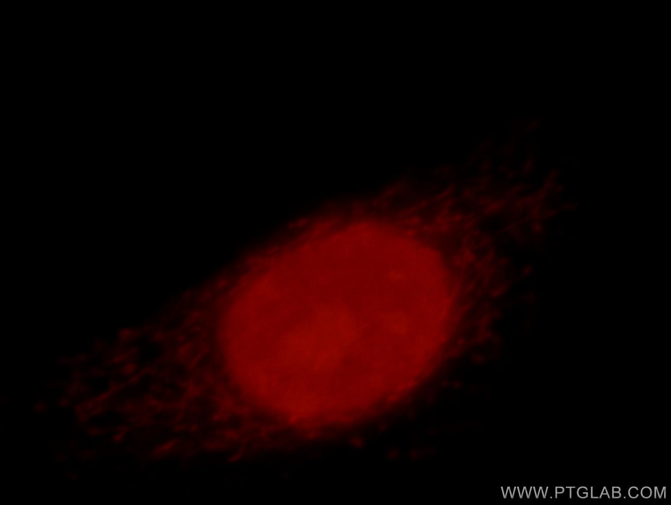 Immunofluorescence (IF) / fluorescent staining of HepG2 cells using Histone H2A.X Polyclonal antibody (10856-1-AP)