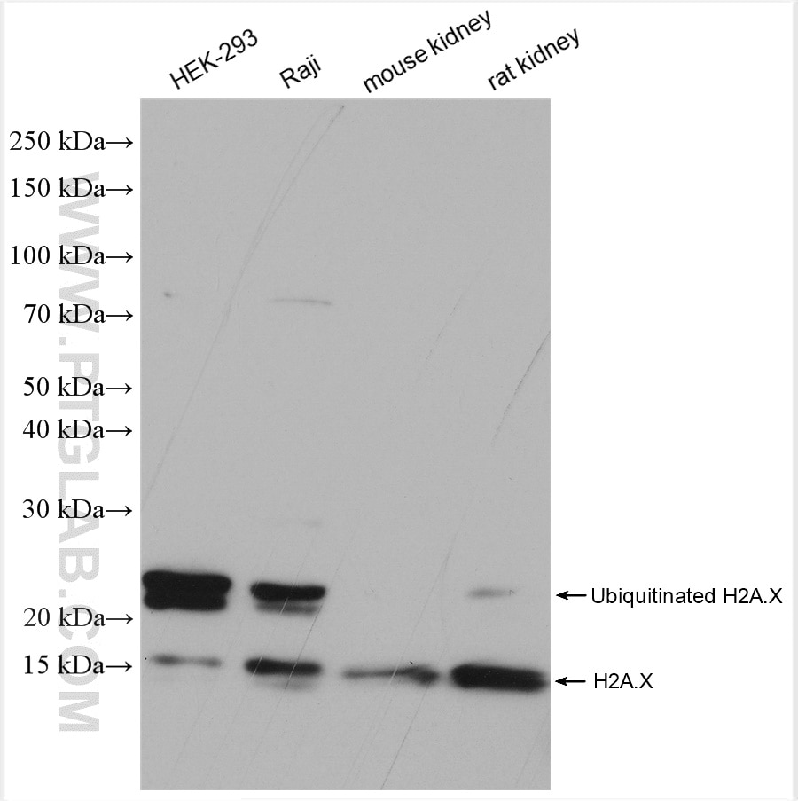 Western Blot (WB) analysis of various lysates using Histone H2A.X Polyclonal antibody (10856-1-AP)