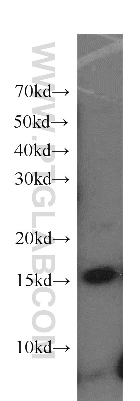 Western Blot (WB) analysis of HL-60 cells using Histone H2A.X Polyclonal antibody (10856-1-AP)