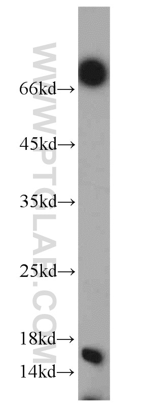 Western Blot (WB) analysis of HEK-293 cells using Histone H2A.X Polyclonal antibody (10856-1-AP)