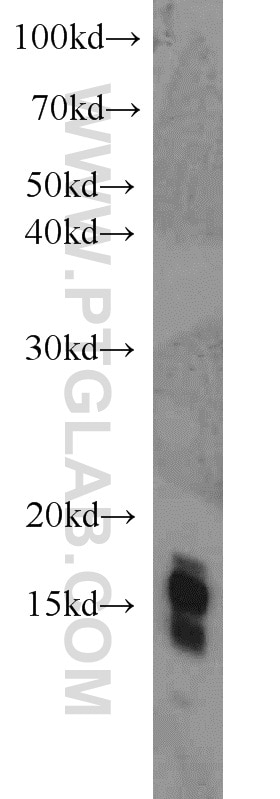 Western Blot (WB) analysis of mouse heart tissue using Histone H2A.X Polyclonal antibody (10856-1-AP)