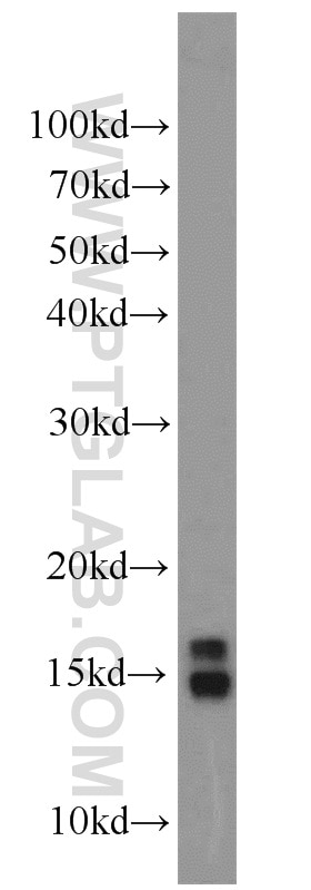 Western Blot (WB) analysis of Raji cells using Histone H2A.X Polyclonal antibody (10856-1-AP)