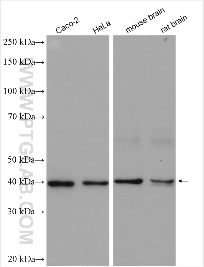 Western Blot (WB) analysis of various lysates using H2AFY Polyclonal antibody (26875-1-AP)