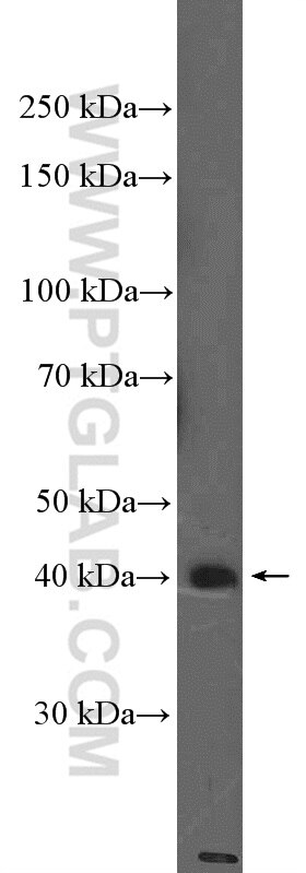 Western Blot (WB) analysis of A549 cells using H2AFY Polyclonal antibody (26875-1-AP)