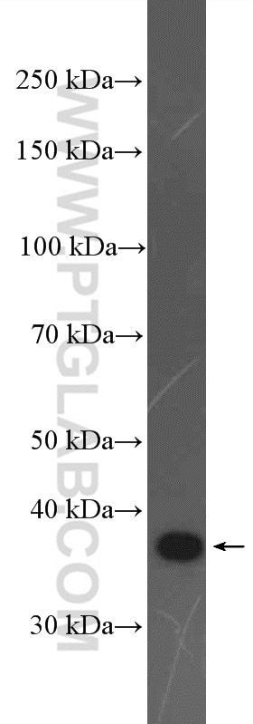 WB analysis of Caco-2 using 26875-1-AP