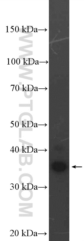 Western Blot (WB) analysis of A549 cells using H2AFY Polyclonal antibody (26875-1-AP)