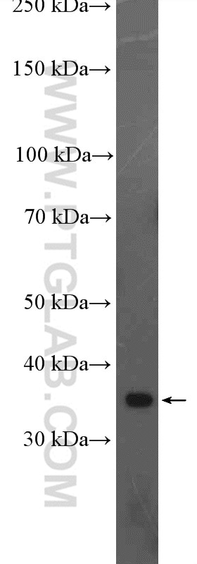 Western Blot (WB) analysis of mouse brain tissue using H2AFY Polyclonal antibody (26875-1-AP)