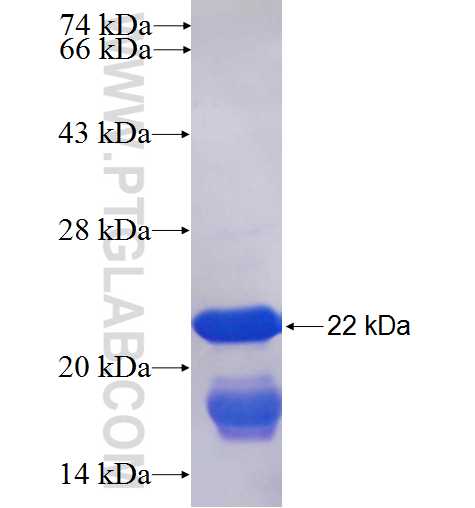 H2AFY fusion protein Ag25445 SDS-PAGE