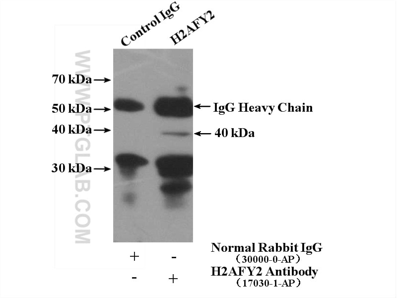 Immunoprecipitation (IP) experiment of HepG2 cells using H2AFY2 Polyclonal antibody (17030-1-AP)
